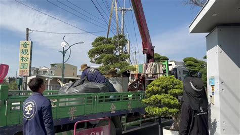 門前種真柏|門前種真柏，讓幸福與繁榮常伴隨 – 植物盆栽綠寶典